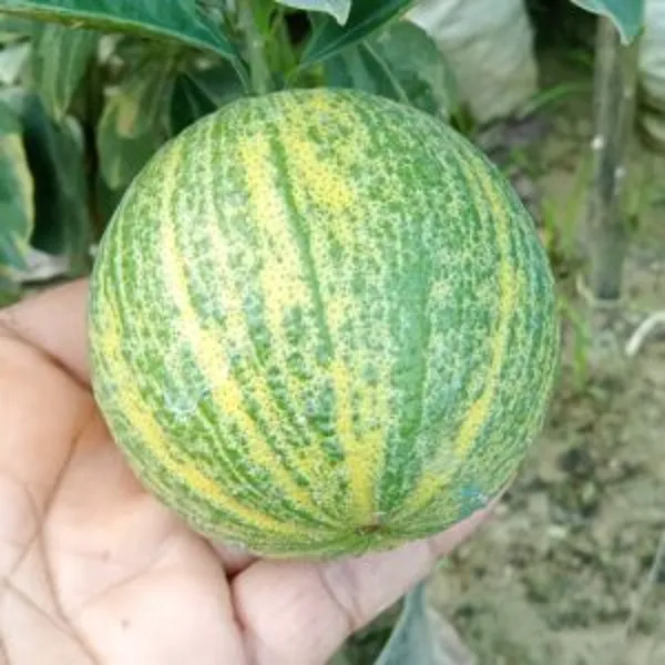Variegated_Malta_Orange_Plant_Grafted_Hybrid