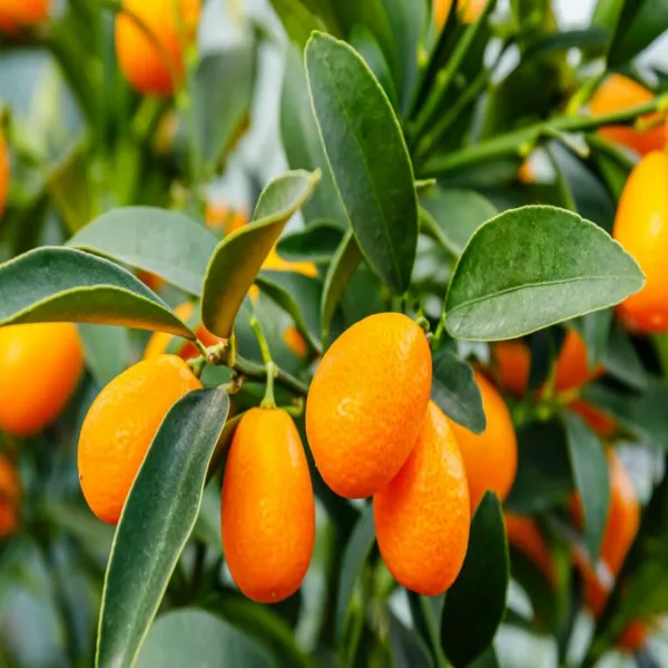 Sweet_Lemon_Grafted_Plant