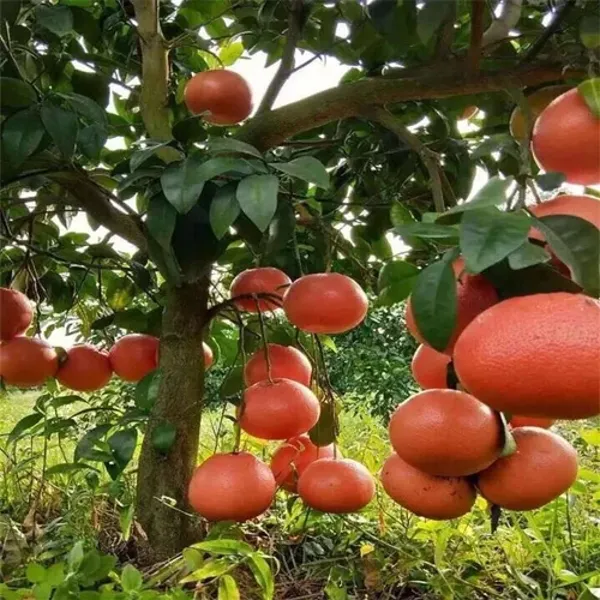 Red_Pomelo_Orange_Grafted_Plant