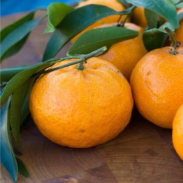 Satsuma_Orange_Grafted_Plant