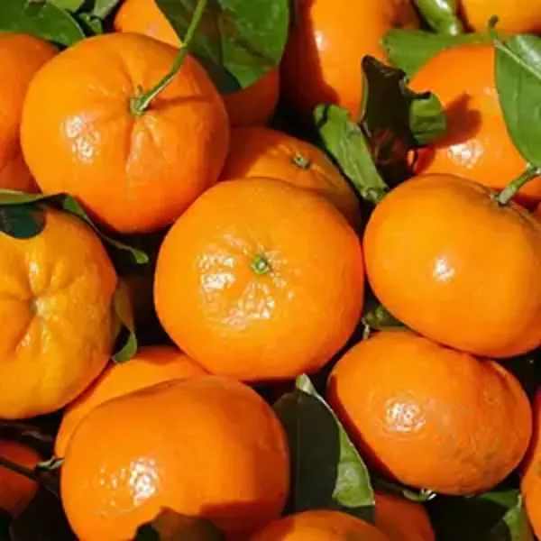 Chinese_Orange_Grafted_Plant_Without_Pot