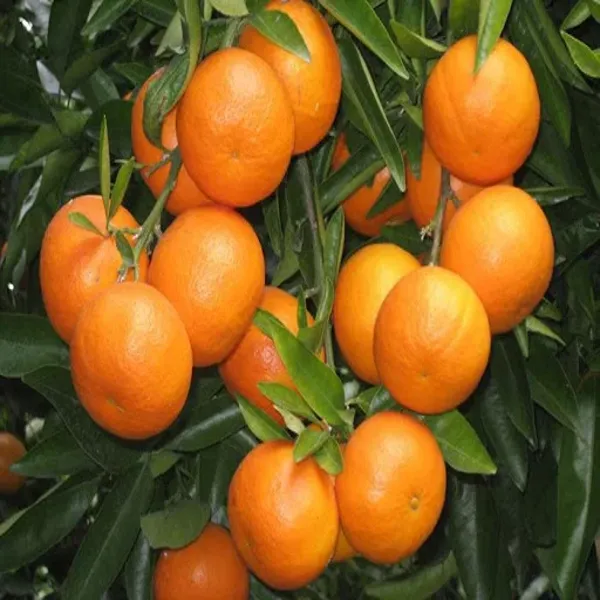 Chatuki_Orange_Grafted_Plant_Without_Pot