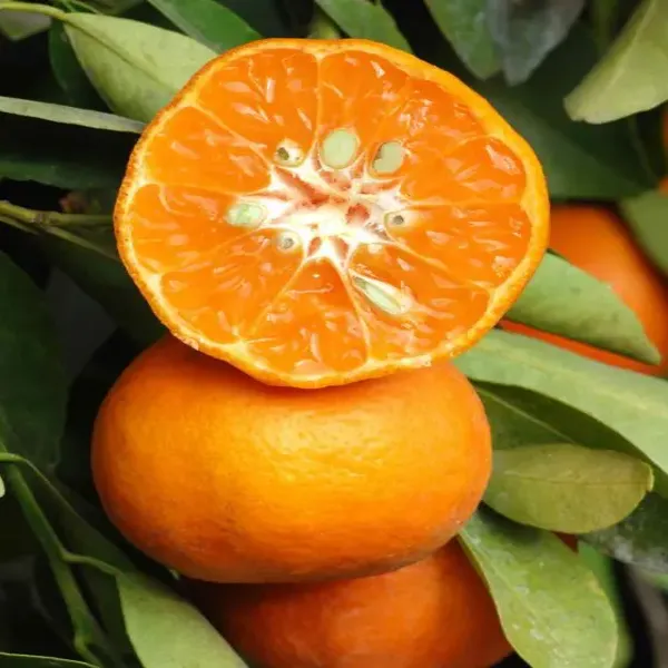 Dancy_Orange_Plant_Grafted