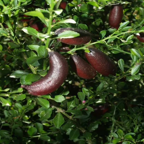 Finger_Lemon_Grafted_Plant