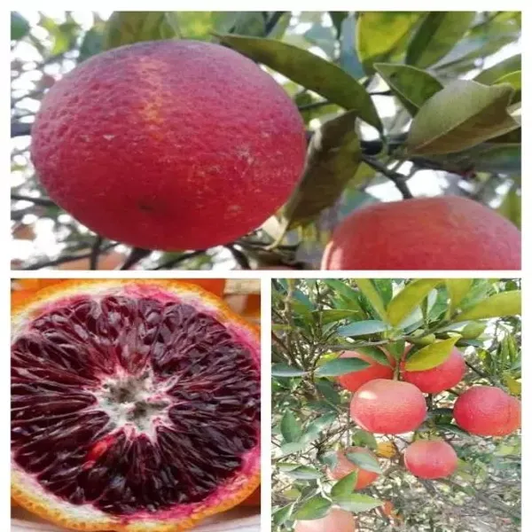 Red_Malta_Orange_Grafted_Plant