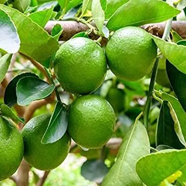 Thai_Pati_Lemon_Plant_Grafted_Hybrid