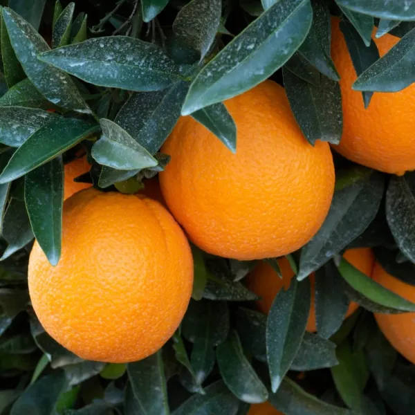 Washington_Navel_Orange_Grafted_Fruit_Plant