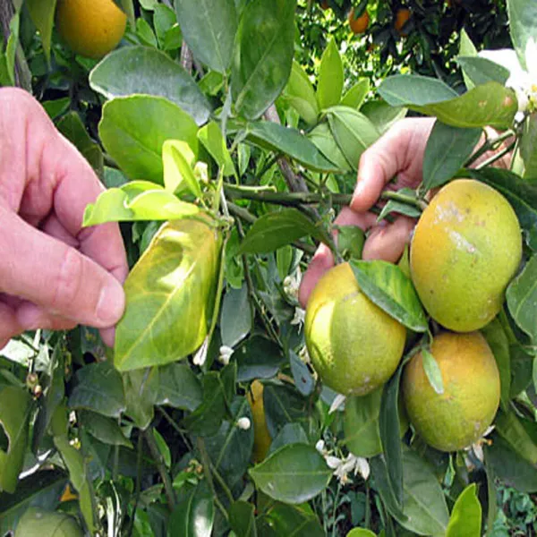 Big_Green_Orange_Grafted_Plant