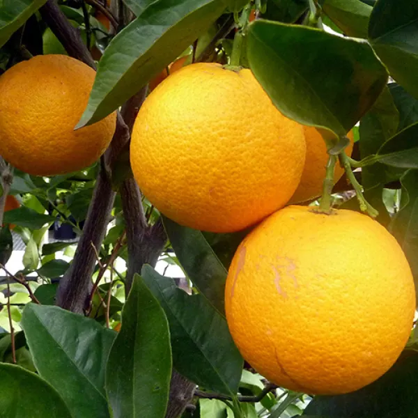 Cara_Cara_Orange_Grafted_Fruit_Plant