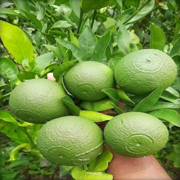 Thai-2_Malta_Orange_Plant_Grafted_Outdoor_Gardening