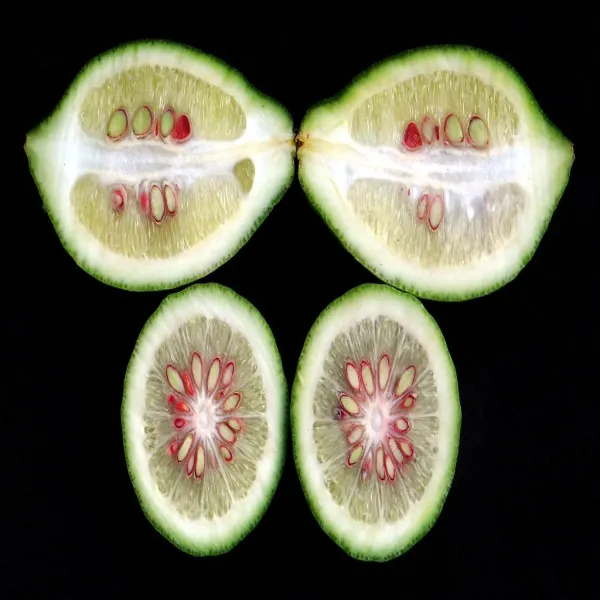 Gandharaj_Lemon_Plant
