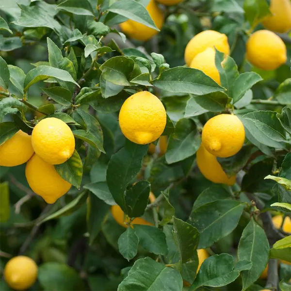 Kagzi_Lemon_Plant_Outdoor_Gardening