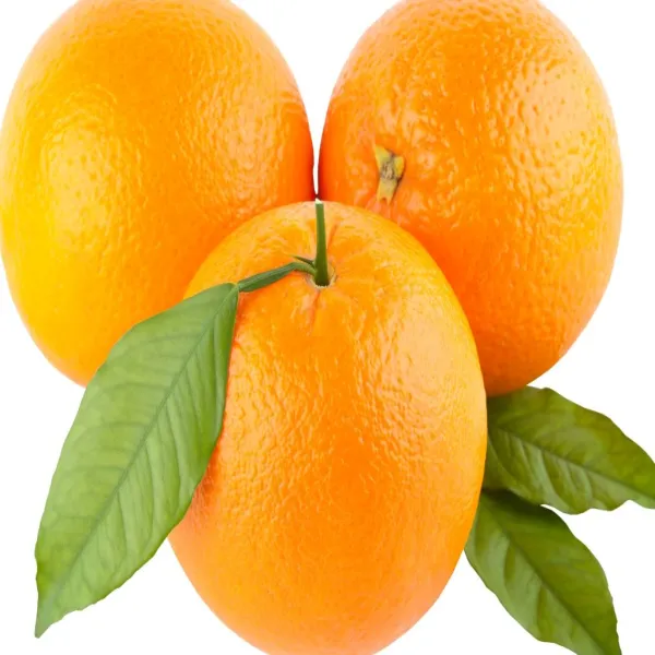 Fancy_Orange_Plant_Grafted_Hybrid