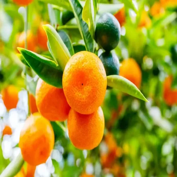 Jaffa_Orange_Grafted_Plant