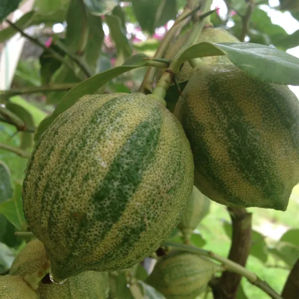 Variegated_Lemon_Plant