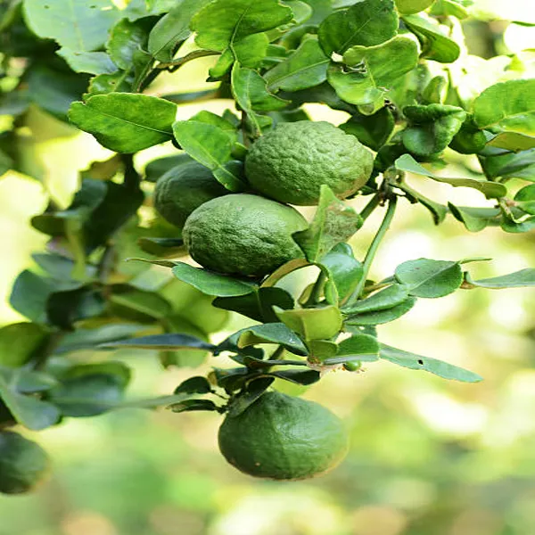Kaffir_Lemon_Plant