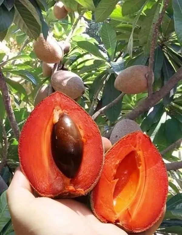 Thai_Red_Chikku_Hybrid_Fruit_Plant_Grafted