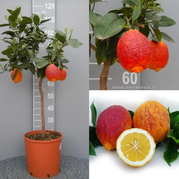 Australian_Red_Lemon_Hybrid_Fruit_Plant