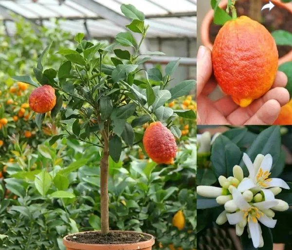 Australian_Red_Lemon_Hybrid_Fruit_Plant
