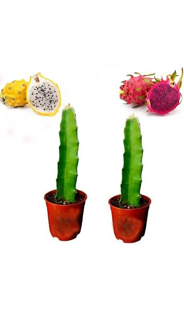 Pack_Of_2_Red_&_Yellow_Dragon_Fruit_Hybrid_Plant