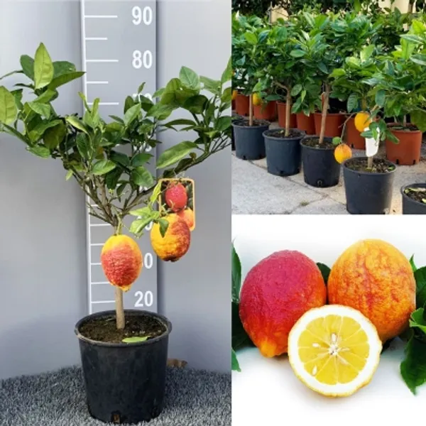 Thai_Variety_Red_Lemon_Hybrid_Fruit_Plant