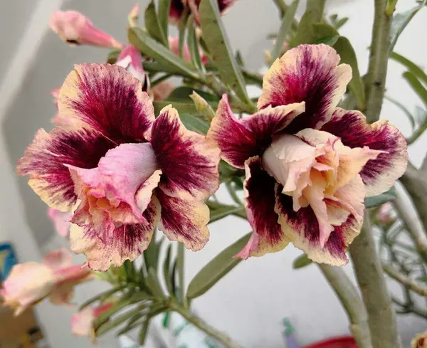 Gorgeous_Adenium_Rare_Variety_Flower_Plant_For_Home_Garden_(Pack_Of_1)
