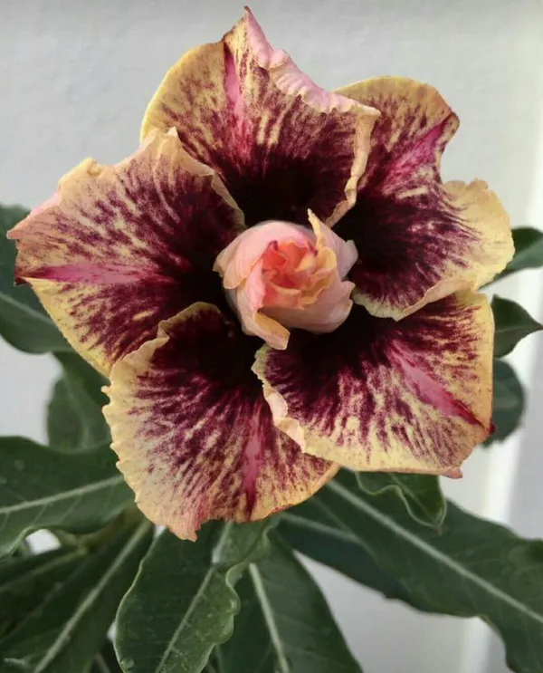 Gorgeous_Adenium_Rare_Variety_Flower_Plant_For_Home_Garden_(Pack_Of_1)