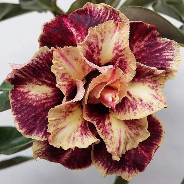 Gorgeous_Adenium_Rare_Variety_Flower_Plant_For_Home_Garden_(Pack_Of_1)