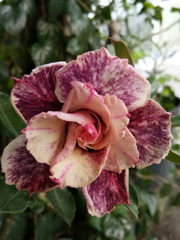 Gorgeous_Adenium_Rare_Variety_Flower_Plant_For_Home_Garden_(Pack_Of_1)