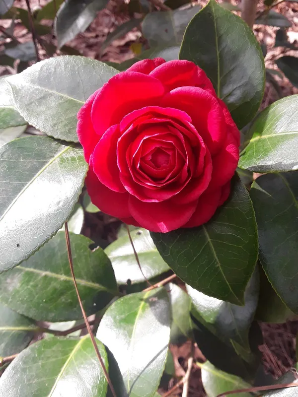 Greenery_Nursery®_Fast-Growing_Japonica_Variety_Red_Camellia_Flowering_Plant_(Pack_Of_1)