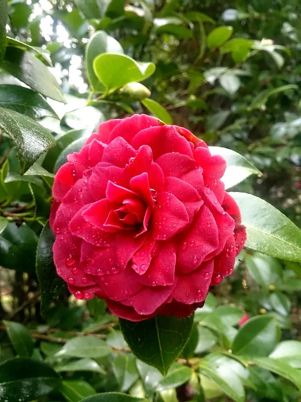 Greenery_Nursery®_Fast-Growing_Japonica_Variety_Red_Camellia_Flowering_Plant_(Pack_Of_1)