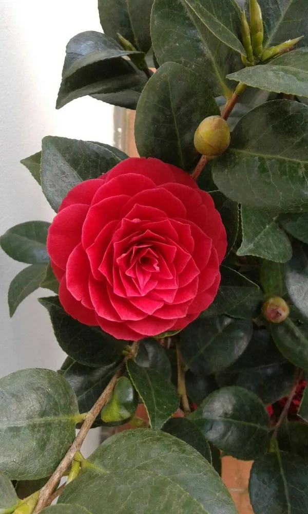 Greenery_Nursery®_Fast-Growing_Japonica_Variety_Red_Camellia_Flowering_Plant_(Pack_Of_1)