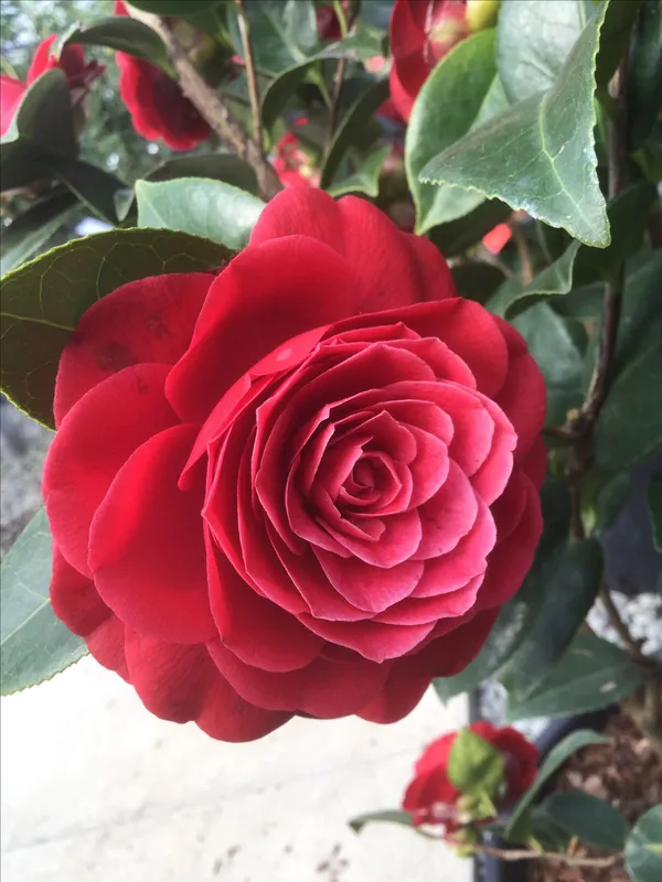 Greenery_Nursery®_Fast-Growing_Japonica_Variety_Red_Camellia_Flowering_Plant_(Pack_Of_1)