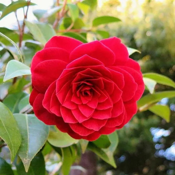 Greenery_Nursery®_Fast-Growing_Japonica_Variety_Red_Camellia_Flowering_Plant_(Pack_Of_1)