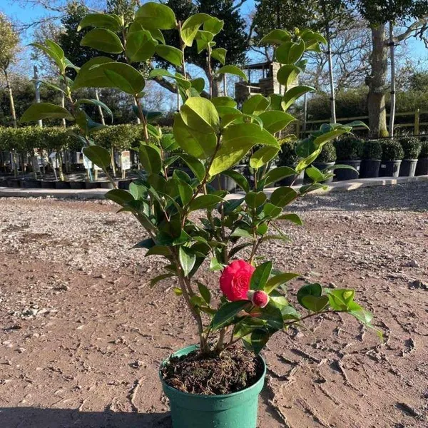 Greenery_Nursery®_Fast-Growing_Japonica_Variety_Red_Camellia_Flowering_Plant_(Pack_Of_1)