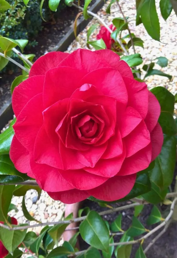 Greenery_Nursery®_Fast-Growing_Japonica_Variety_Red_Camellia_Flowering_Plant_(Pack_Of_1)