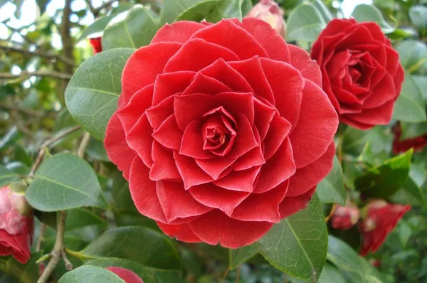 Greenery_Nursery®_Fast-Growing_Japonica_Variety_Red_Camellia_Flowering_Plant_(Pack_Of_1)