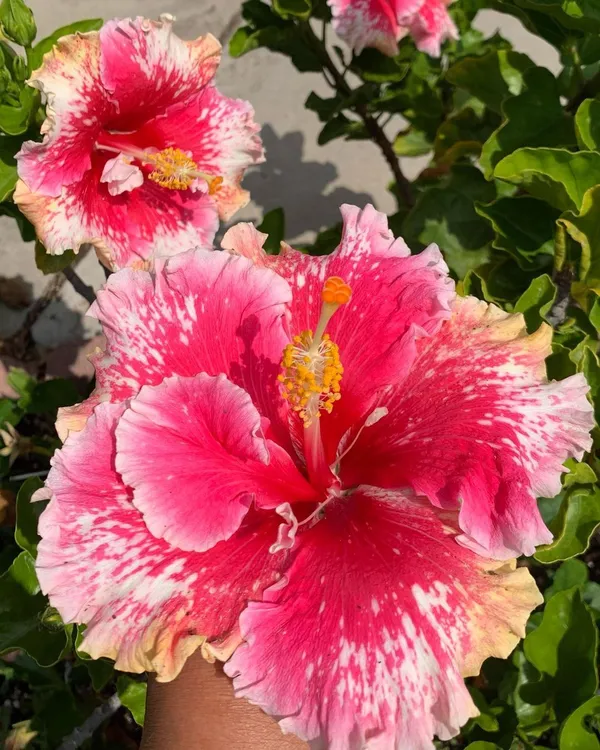 American_Grafted_Hibiscus_Easy_Care_&_Long-Lasting_Color_Flower_Plant_(Hybrid,_Pack_Of_1)