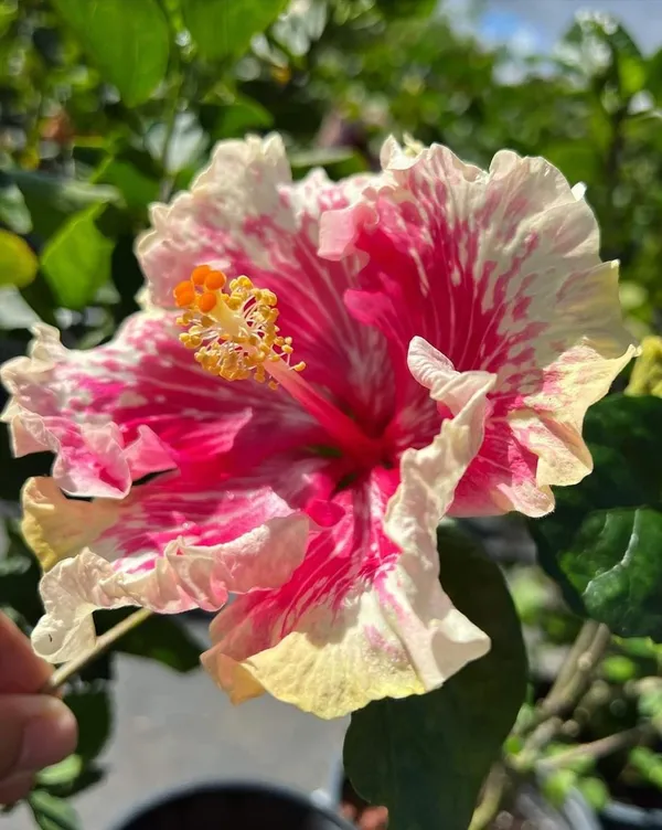 American_Grafted_Hibiscus_Easy_Care_&_Long-Lasting_Color_Flower_Plant_(Hybrid,_Pack_Of_1)