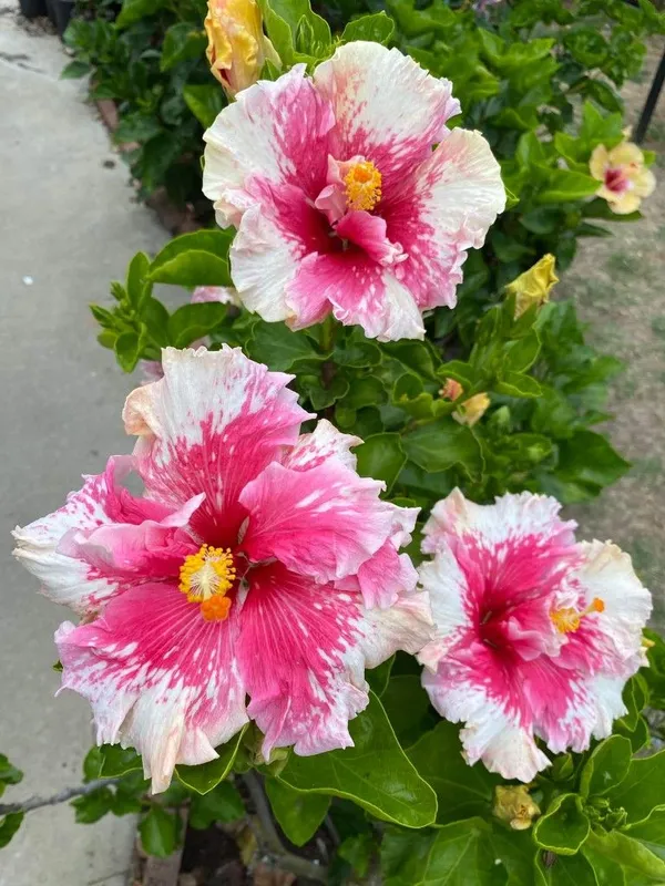 American_Grafted_Hibiscus_Easy_Care_&_Long-Lasting_Color_Flower_Plant_(Hybrid,_Pack_Of_1)