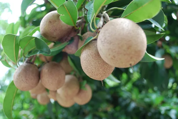 Thai_All_Time_Cricket_Ball_Chiku_Sweet_Dwarf_Hybrid_Chiku-Sapota(Grafted)_Plant_&_Tree_(Fruit_After_2_Month_To5_Month)