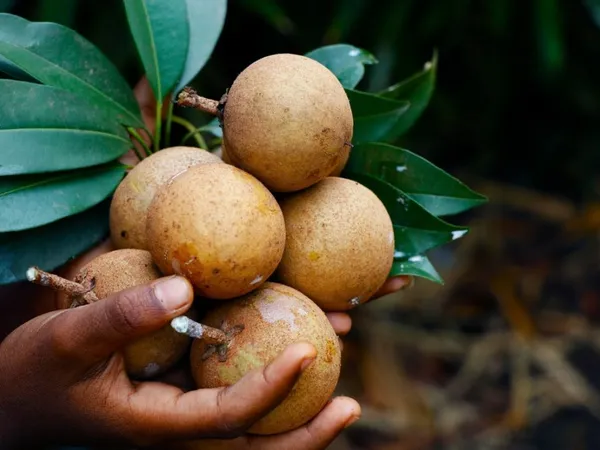 Thai_All_Time_Cricket_Ball_Chiku_Sweet_Dwarf_Hybrid_Chiku-Sapota(Grafted)_Plant_&_Tree_(Fruit_After_2_Month_To5_Month)