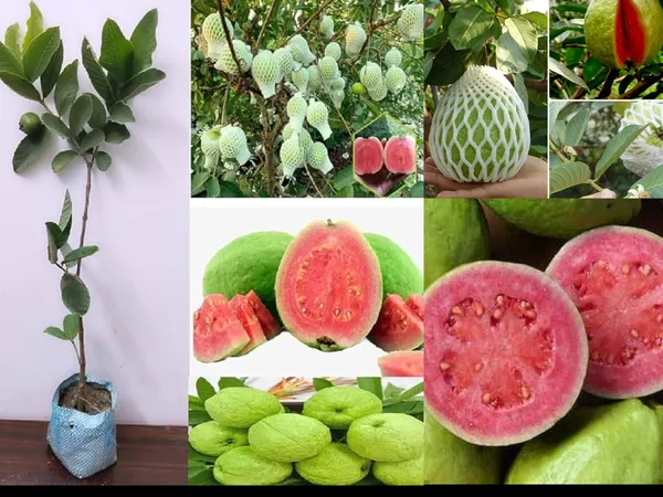 Rare_Taiwan_Pink_Amrud_Plant_Fruit_Tree_Guava_Rare_Apple_Guava_(Pink_)1_Healthy_Air_layered/Grafted_Plant_with_Growbag