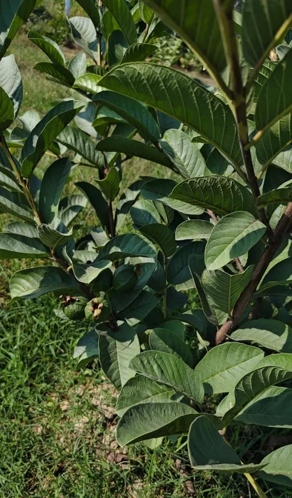 Rare_Taiwan_Pink_Amrud_Plant_Fruit_Tree_Guava_Rare_Apple_Guava_(Pink_)1_Healthy_Air_layered/Grafted_Plant_with_Growbag