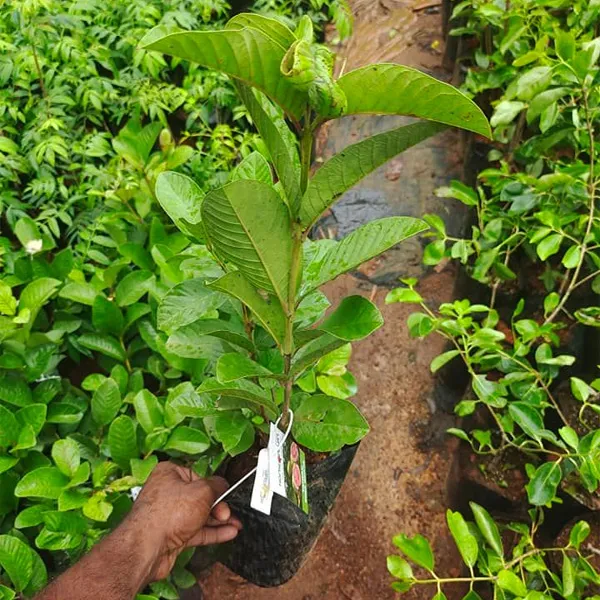 Rare_Taiwan_Pink_Amrud_Plant_Fruit_Tree_Guava_Rare_Apple_Guava_(Pink_)1_Healthy_Air_layered/Grafted_Plant_with_Growbag