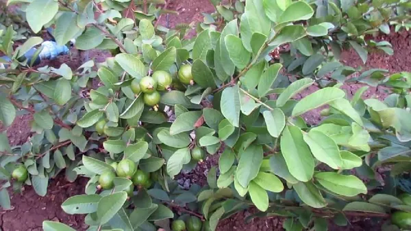 Rare_Taiwan_Pink_Amrud_Plant_Fruit_Tree_Guava_Rare_Apple_Guava_(Pink_)1_Healthy_Air_layered/Grafted_Plant_with_Growbag