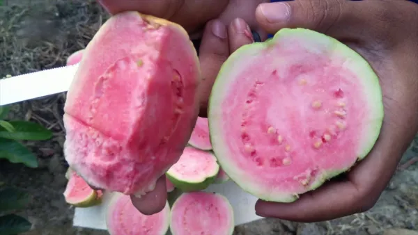 Rare_Taiwan_Pink_Amrud_Plant_Fruit_Tree_Guava_Rare_Apple_Guava_(Pink_)1_Healthy_Air_layered/Grafted_Plant_with_Growbag