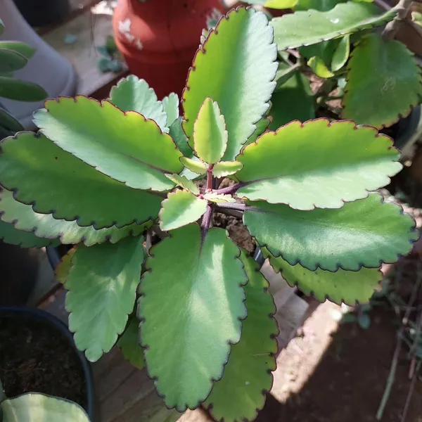 Patharchatta_Plant_(Kalanchoe_Pinnata)_Succulent_&_Traditional_Herbal_Plant_for_Home_&_Garden