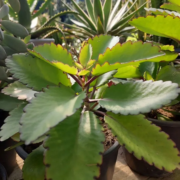 Patharchatta_Plant_(Kalanchoe_Pinnata)_Succulent_&_Traditional_Herbal_Plant_for_Home_&_Garden