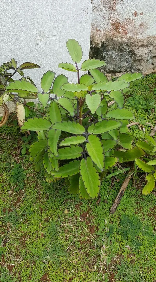 Patharchatta_Plant_(Kalanchoe_Pinnata)_Succulent_&_Traditional_Herbal_Plant_for_Home_&_Garden